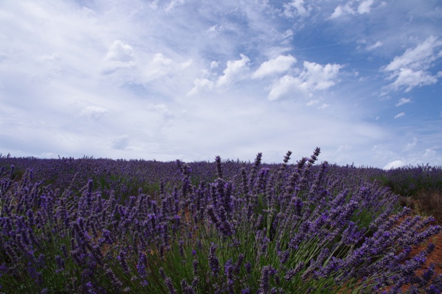 c0134543_8155680.jpg