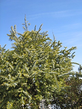 c0074156_127037.jpg
