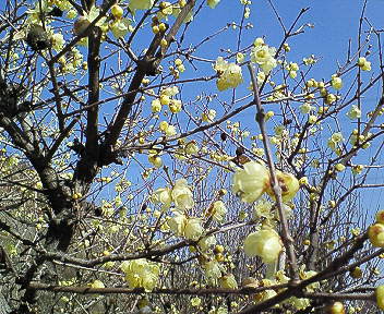 c0097558_1033754.jpg