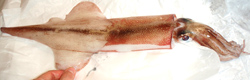 b0068687_20204845.jpg
