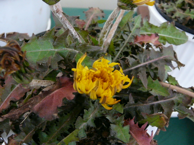 e0145782_1863474.jpg