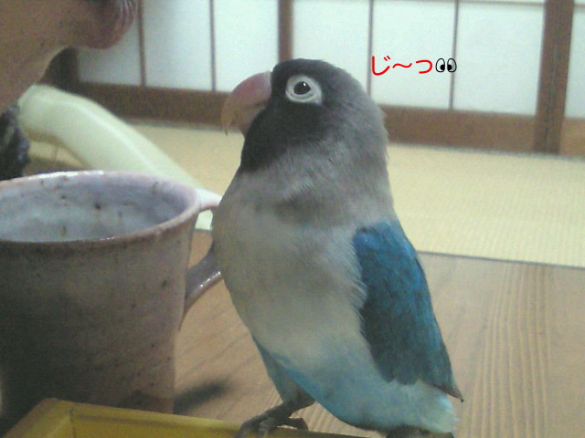 e0175288_1512195.jpg