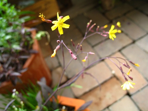c0227800_636778.jpg