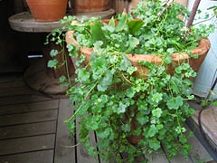 c0227800_7151010.jpg