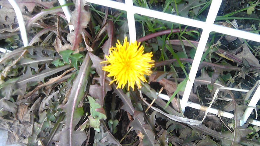 d0148019_1858090.jpg