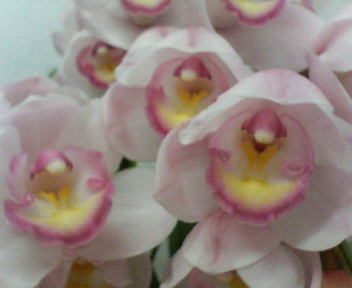 f0036223_913252.jpg