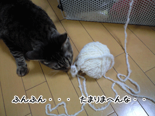 f0116546_1104399.gif