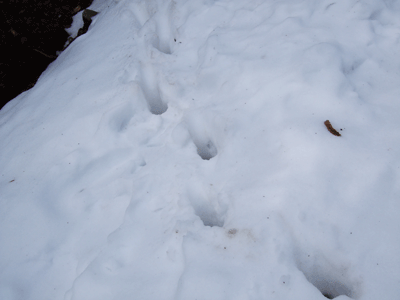 d0094868_21414137.gif