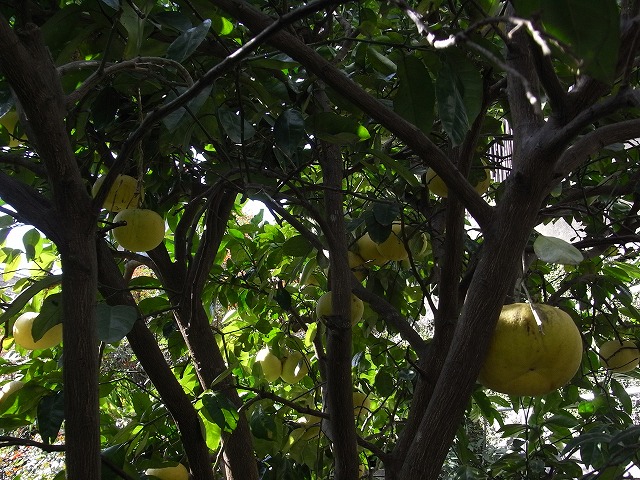f0187402_2128052.jpg