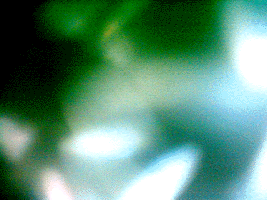 e0103408_1474278.gif