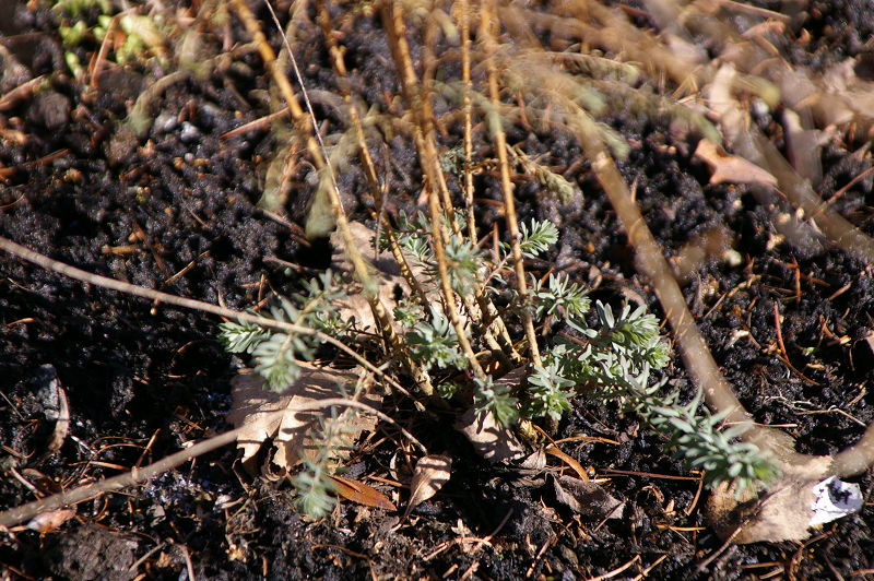 e0136424_1117169.jpg