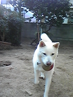 a0151727_23474697.jpg