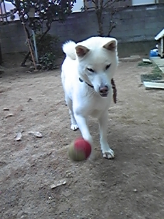 a0151727_23541780.jpg