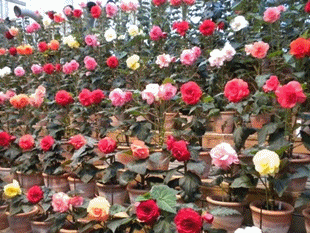 b0149071_103806.gif