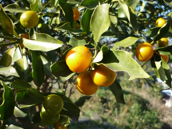 c0125283_1664650.jpg