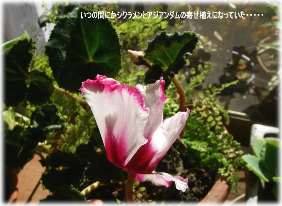 d0046294_11582991.jpg