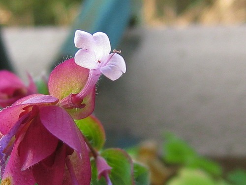 c0227800_6554364.jpg