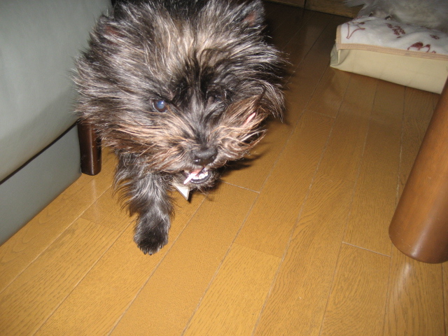 d0009101_19261352.jpg