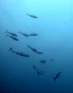 a0043520_23381976.jpg