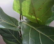 c0051529_2144493.jpg