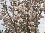 薄八重桜.jpg