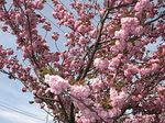 濃紅色八重桜.jpg