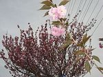 新旧八重桜.jpg