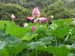 栗林公園3.jpg