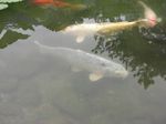 栗林公園6.jpg