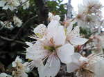 08桜2.JPG