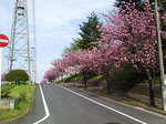 08八重4.JPG