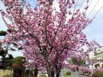 08八重1.JPG