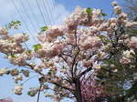 08八重2.JPG