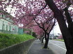 08八重5.JPG