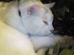NEC_0559.JPG