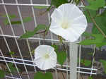朝顔1.JPG