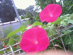 朝顔2.JPG