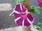 朝顔7.JPG