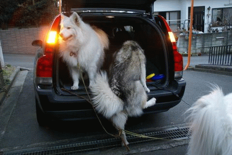 e0143442_20591475.gif