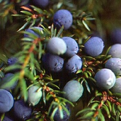 e0146942_18472065.jpg