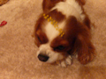 a0079292_1937273.jpg