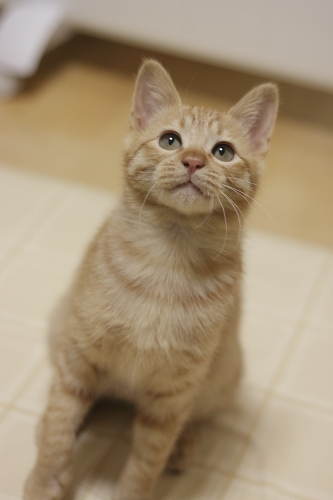 おばちゃん用の? 見上げる櫂っち