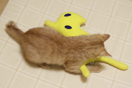 僕にまかせて! 黄猫さんを押さえ込む櫂っち