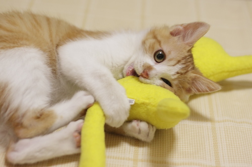 相手になるです! 黄猫さんを押さえ込んでケリケリする澪っち