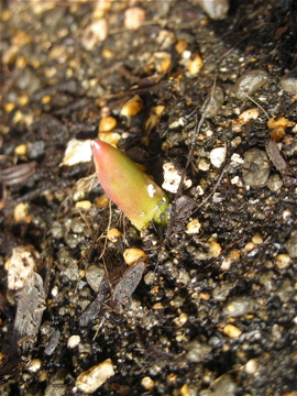 c0145209_16252261.jpg