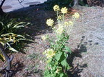 DSC00036.JPG