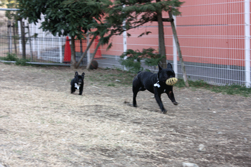 e0192548_15125022.gif
