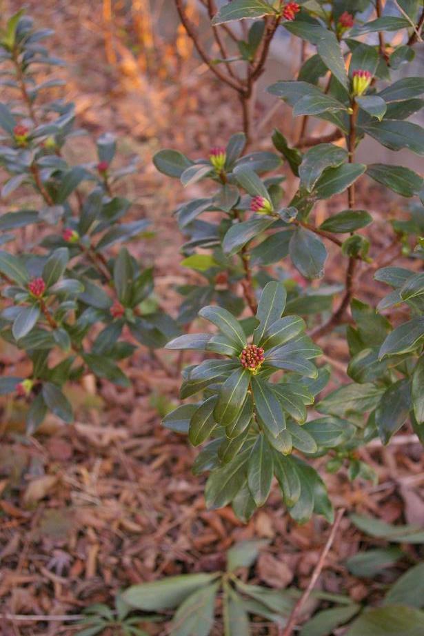 f0159267_20593250.jpg