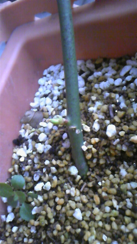 c0202870_075754.jpg