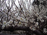 a0142083_207599.jpg